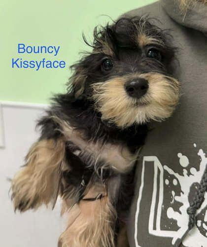 Bouncy Kissyface