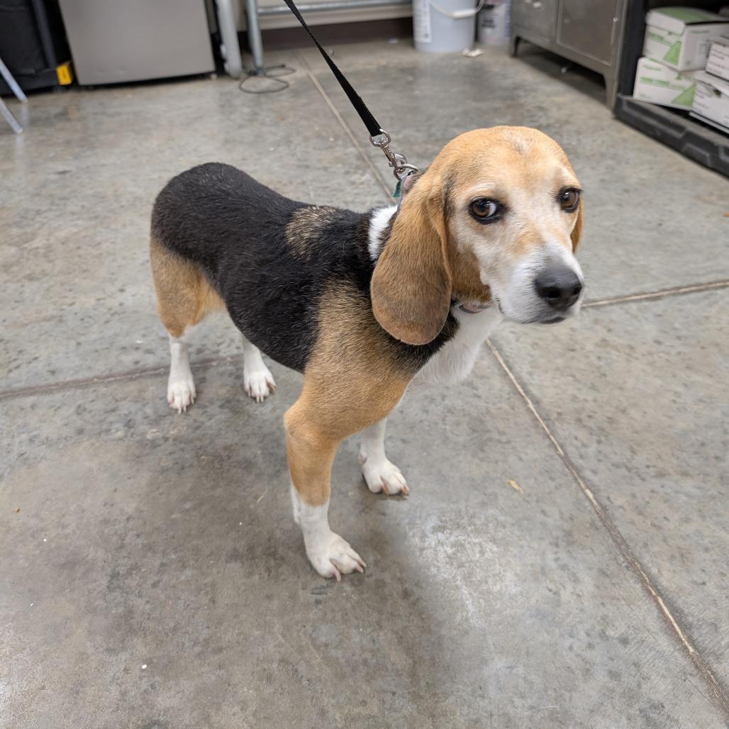 A senior medium-sized female Black Beagle dog named Callie for adoption in East Smithfield , PA