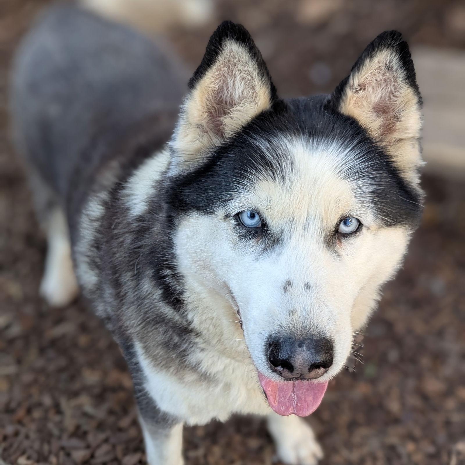 An adult large-sized female Alaskan Malamute dog named Beluga for adoption in Oakland, CA