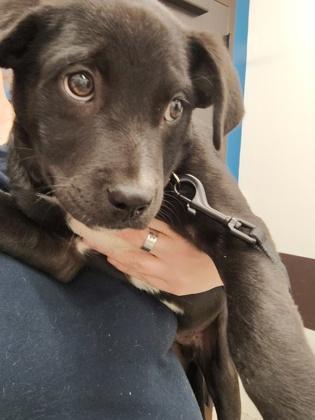 A young small-sized male Mixed Breed dog named Holden for adoption in Atlanta, GA