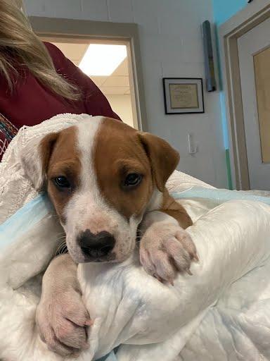 A young small-sized female Pit Bull Terrier dog named A for adoption in Austin, TX
