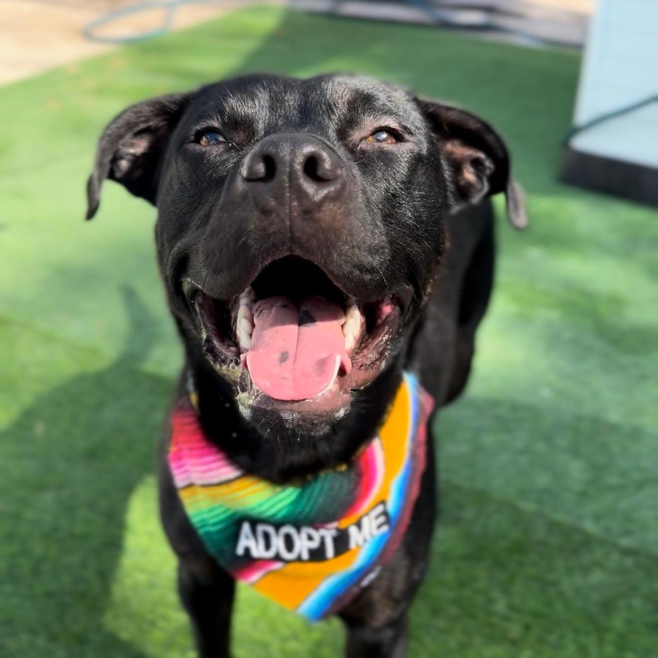 A young medium-sized male Black Labrador Retriever dog named Big Red for adoption in Houston, TX