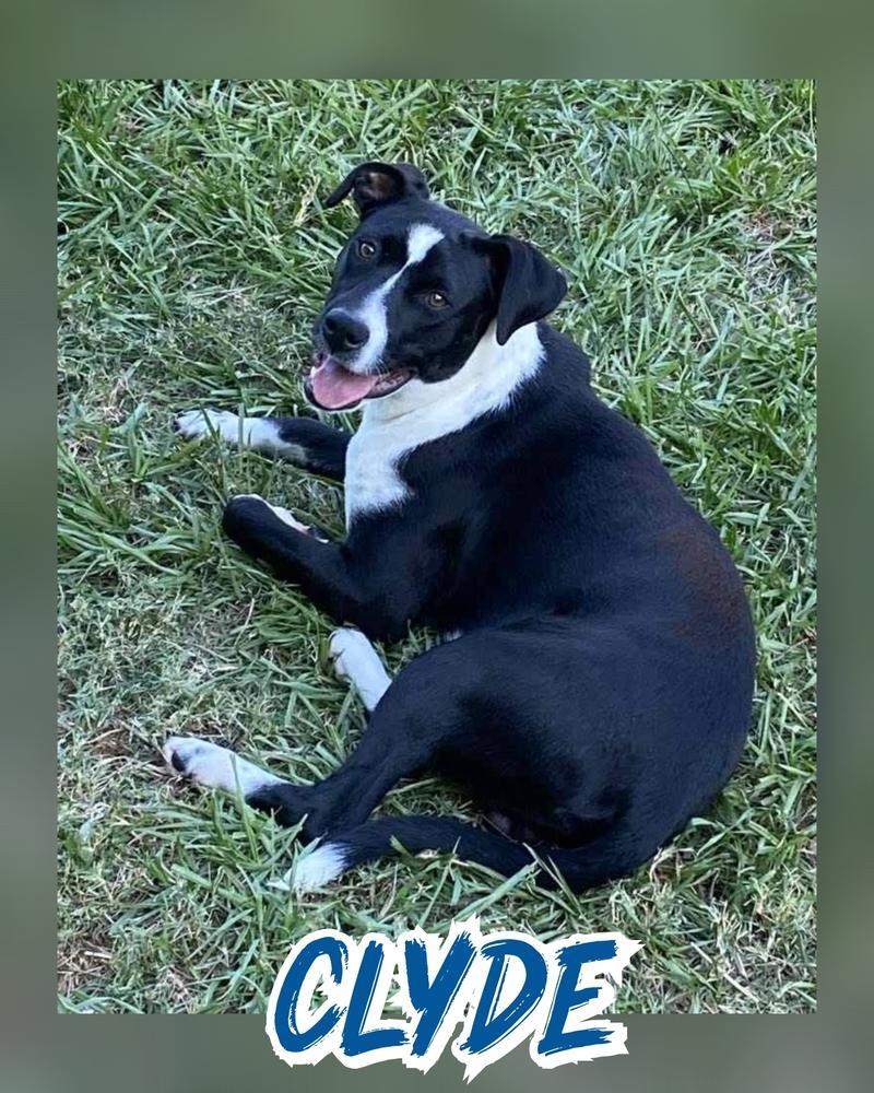 A young medium-sized male Black American Staffordshire Terrier dog named Clyde for adoption in Richmond, TX