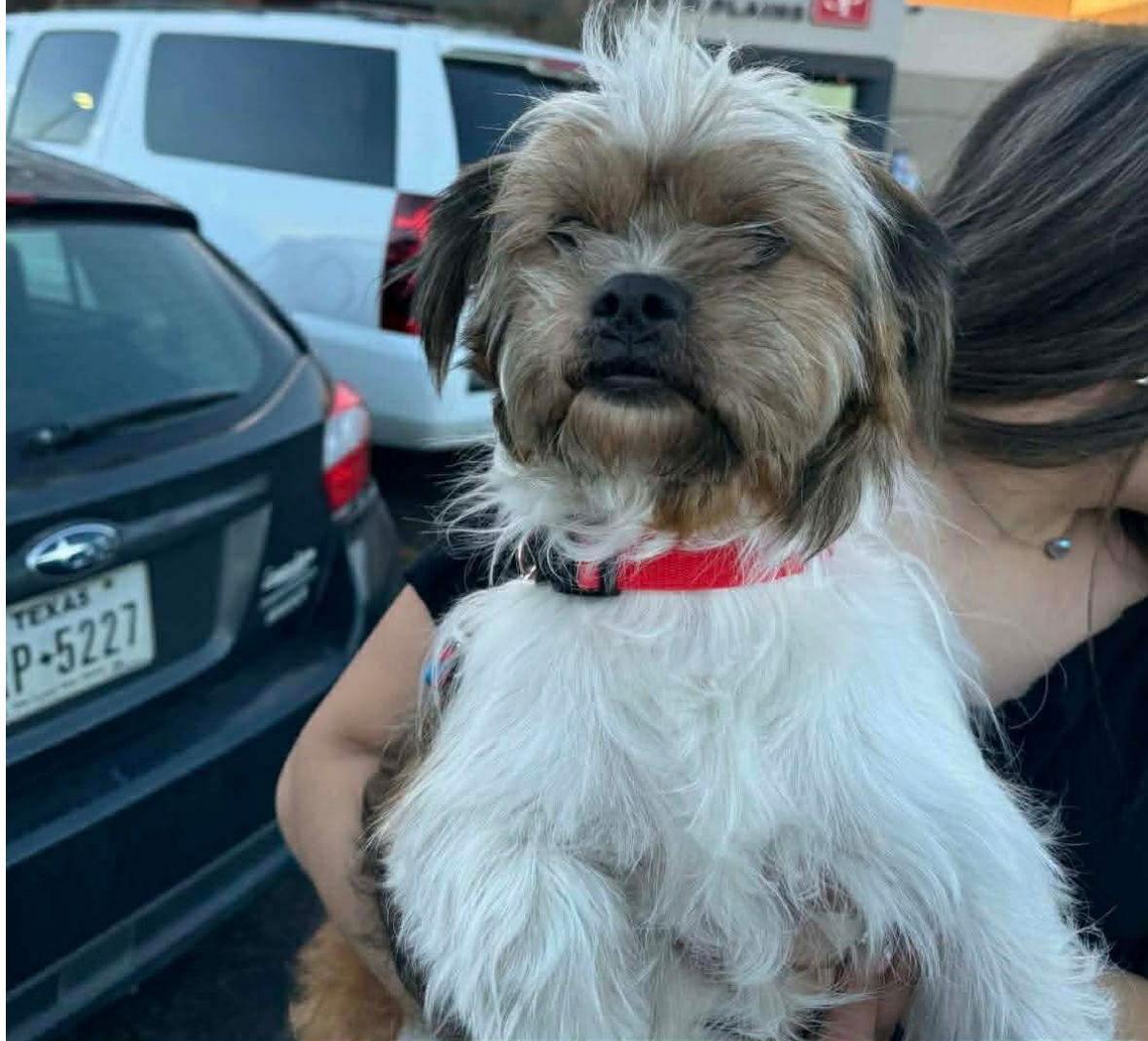 A young small-sized male Maltese dog named Benji for adoption in Grafton, WI