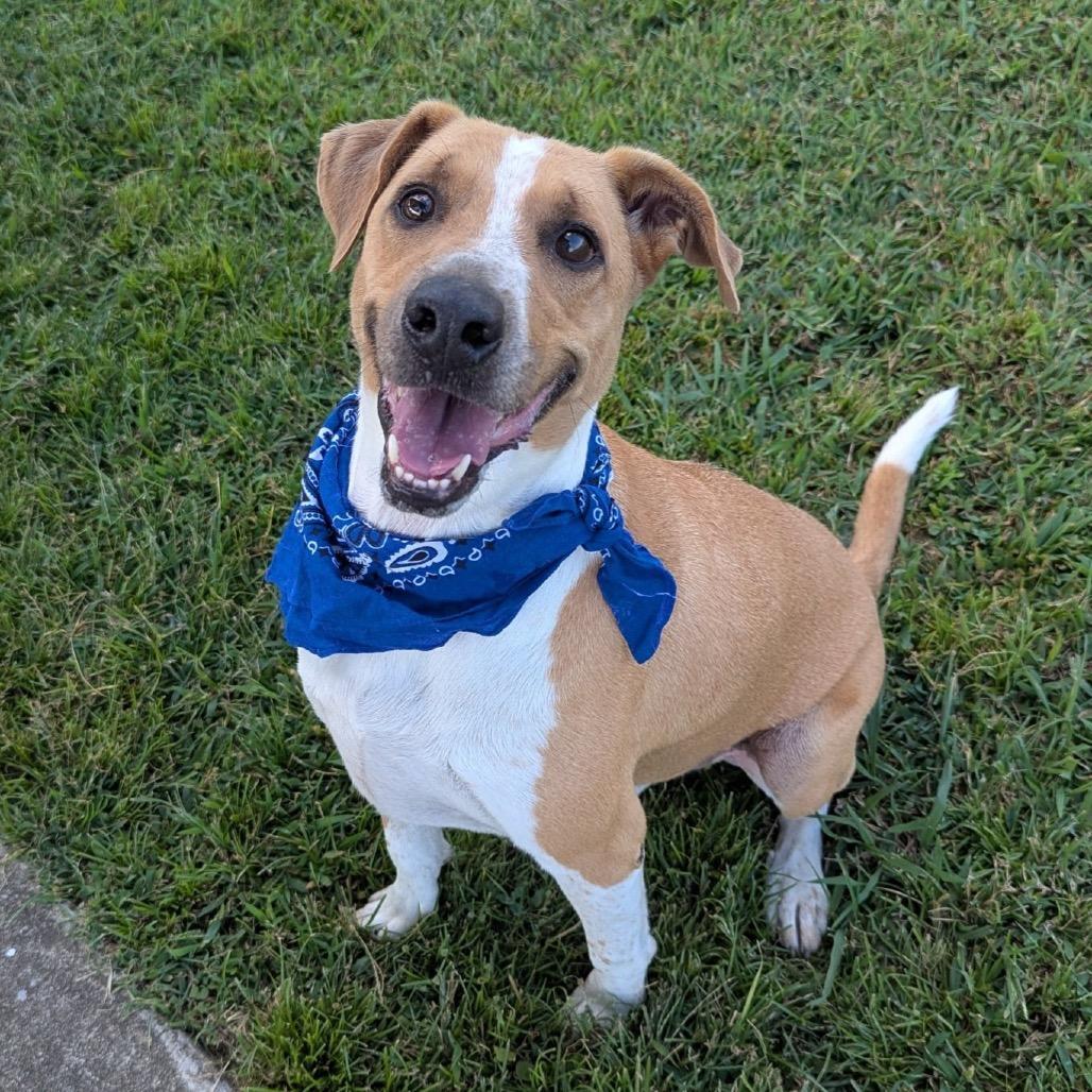 An adult medium-sized male Yellow / Tan / Blond / Fawn Mixed Breed dog named Jaylen for adoption in Columbiana, AL