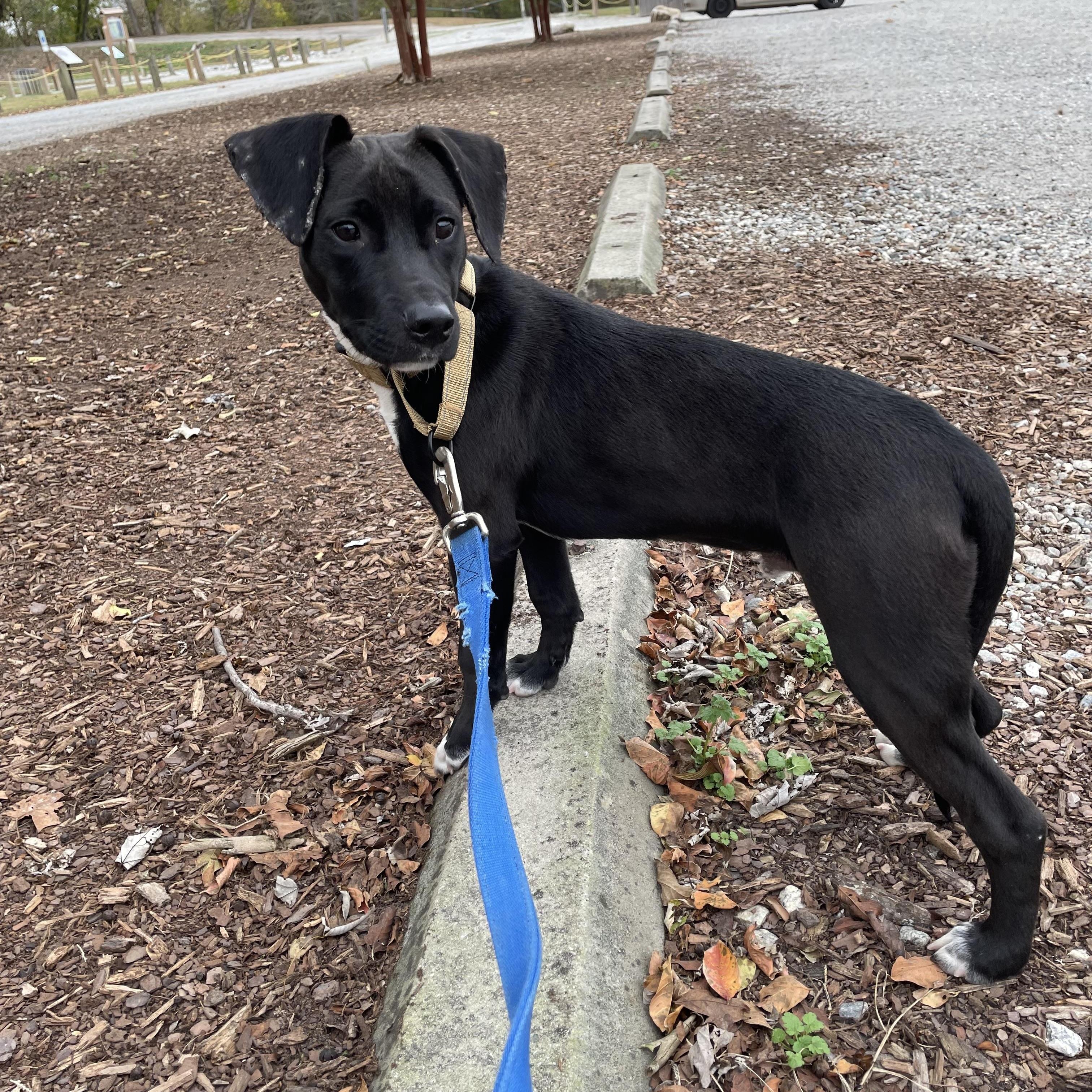 Dr. Rufus "rufus" Bellum