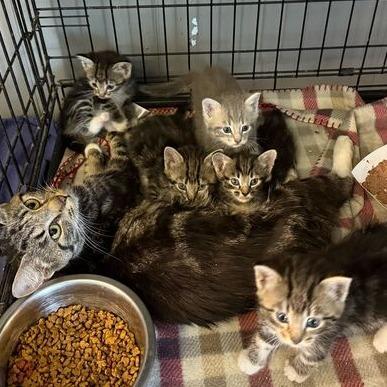 Sissy Kit Bennington