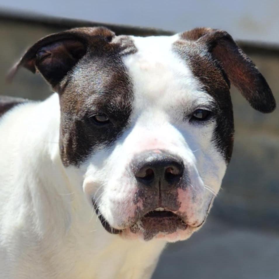 An adult medium-sized male Tricolor (Brown, Black, & White) Pit Bull Terrier dog named Shadow for adoption in Chuckey, TN
