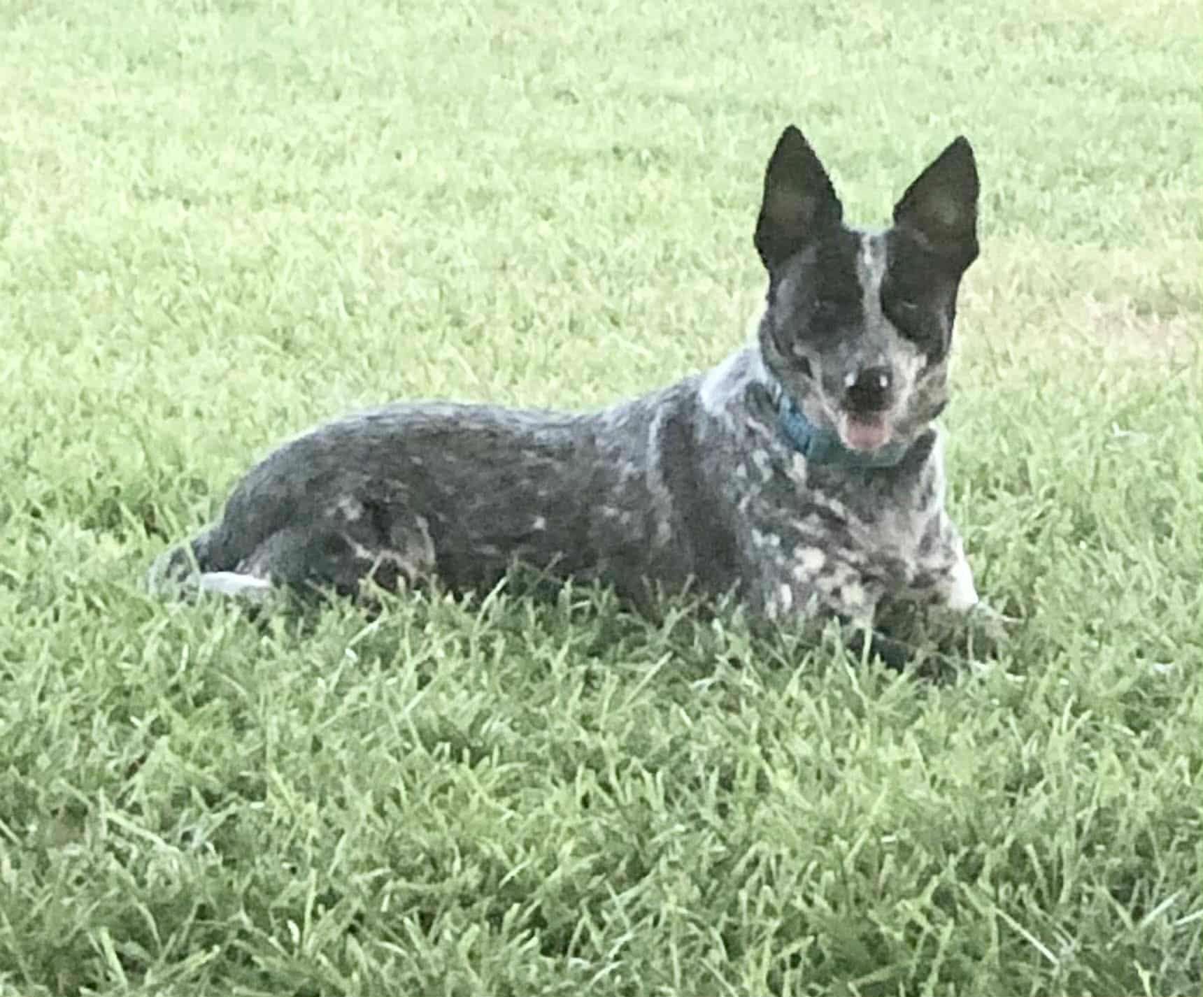 A young medium-sized female Australian Cattle Dog / Blue Heeler dog named Gemma : Your Cozy for adoption in Houston, TX