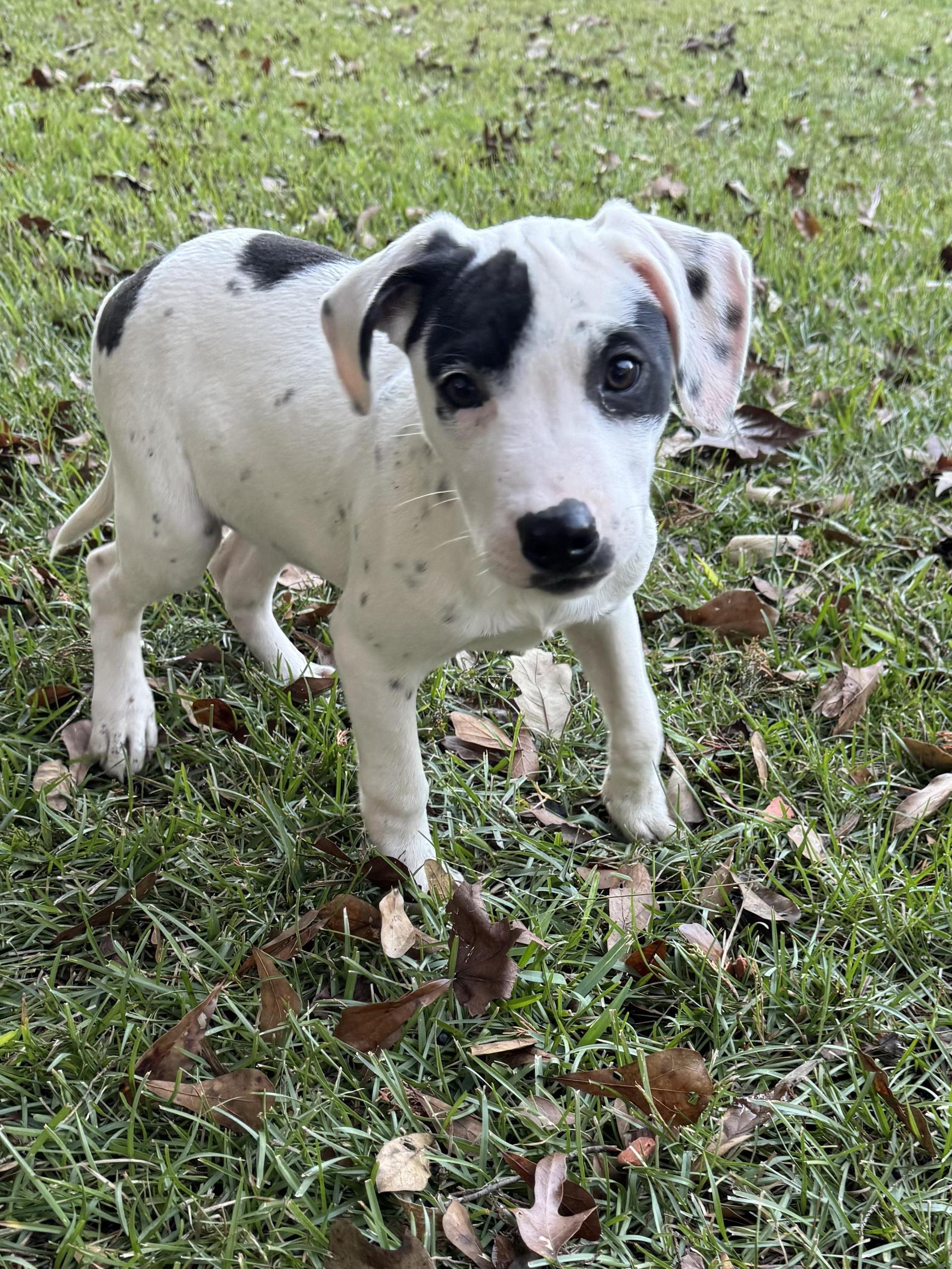 A baby medium-sized male White / Cream Catahoula Leopard Dog dog named Jack for adoption in Alexandria, LA