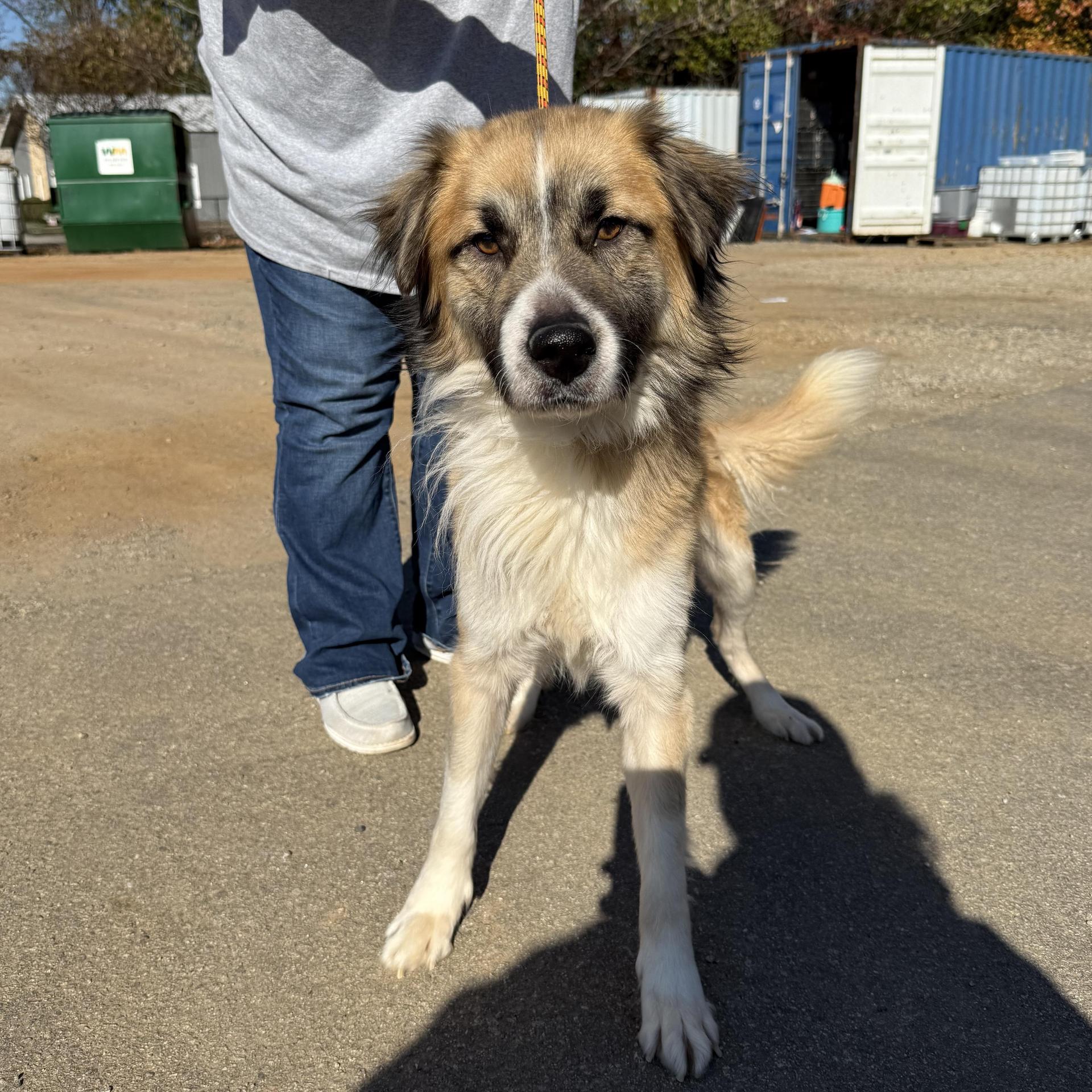 A young medium-sized male Tricolor (Brown, Black, & White) Collie dog named Buddy The Elf for adoption in Columbia, SC