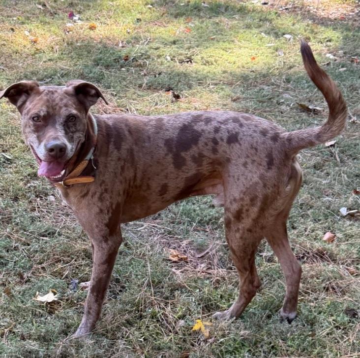An adult medium-sized male Bicolor Catahoula Leopard Dog dog named Phoenix for adoption in TOMBALL, TX