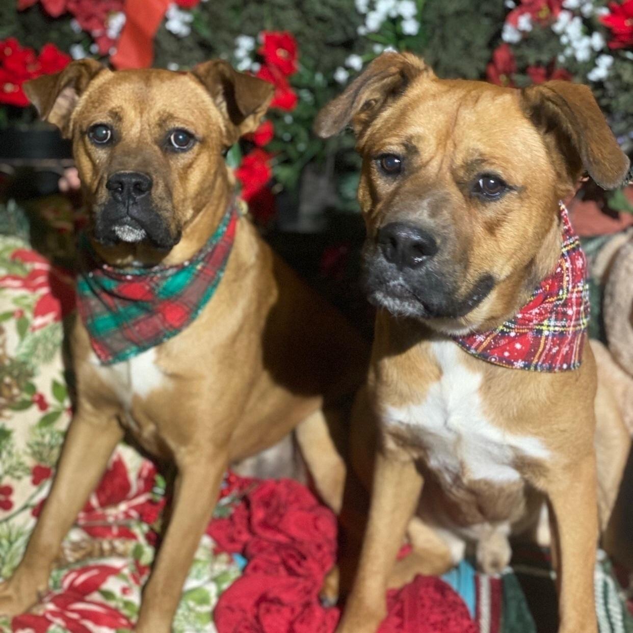 A young medium-sized male Yellow / Tan / Blond / Fawn Boxer dog named Dempsey And Jack for adoption in Acton, CA
