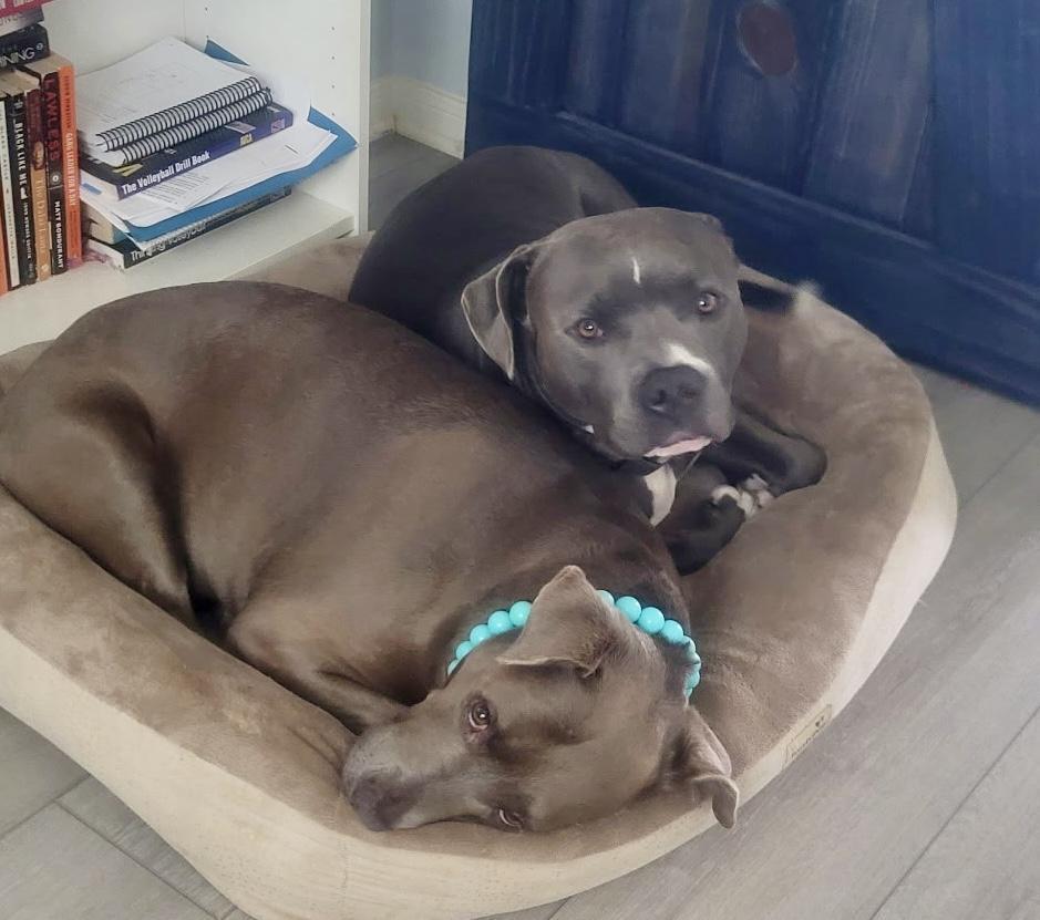 An adult large-sized male Gray / Blue / Silver American Staffordshire Terrier dog named Max for adoption in Cypress, TX
