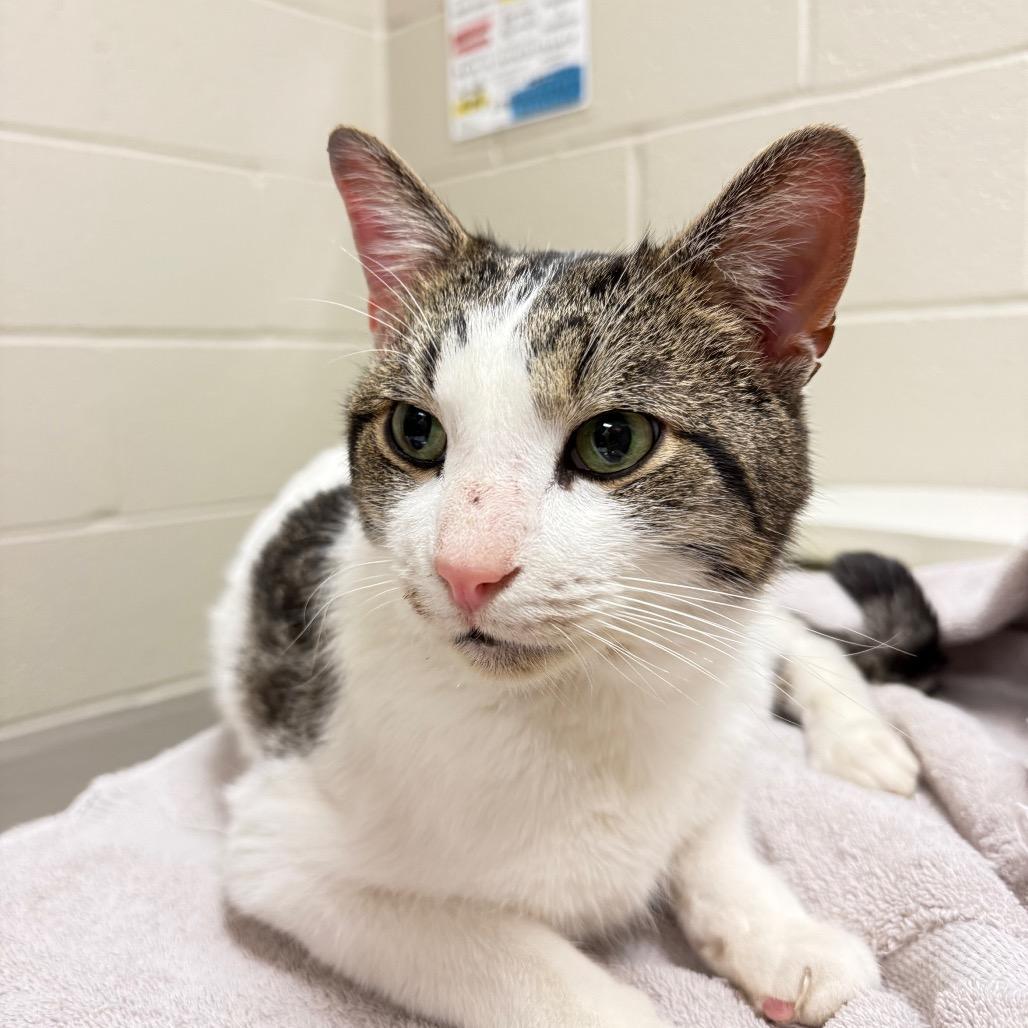 An adult large-sized male White Domestic Short Hair cat named Casper for adoption in Bristol, IN