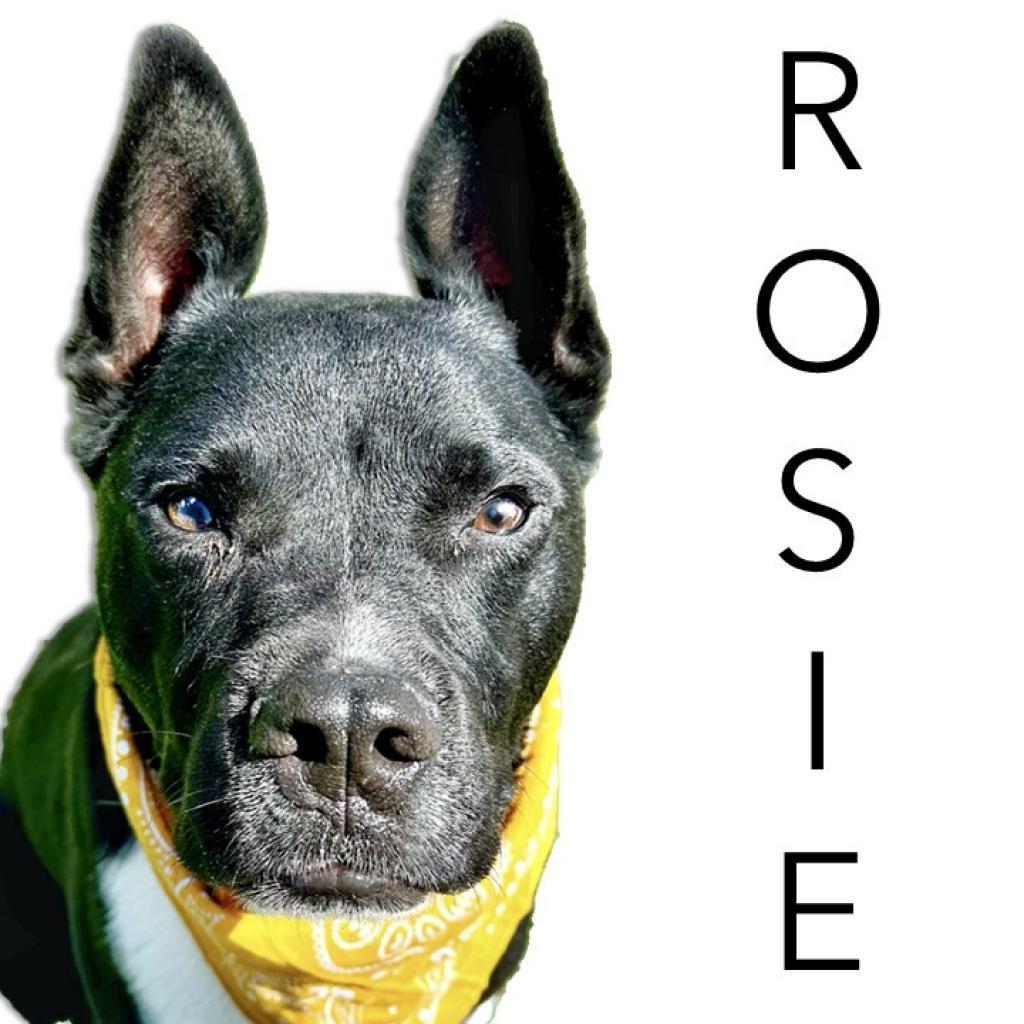 Rosie