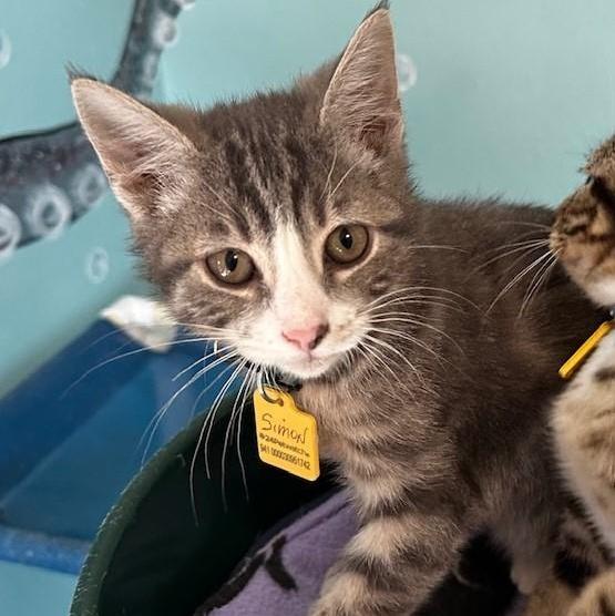 Simon Affectionate And