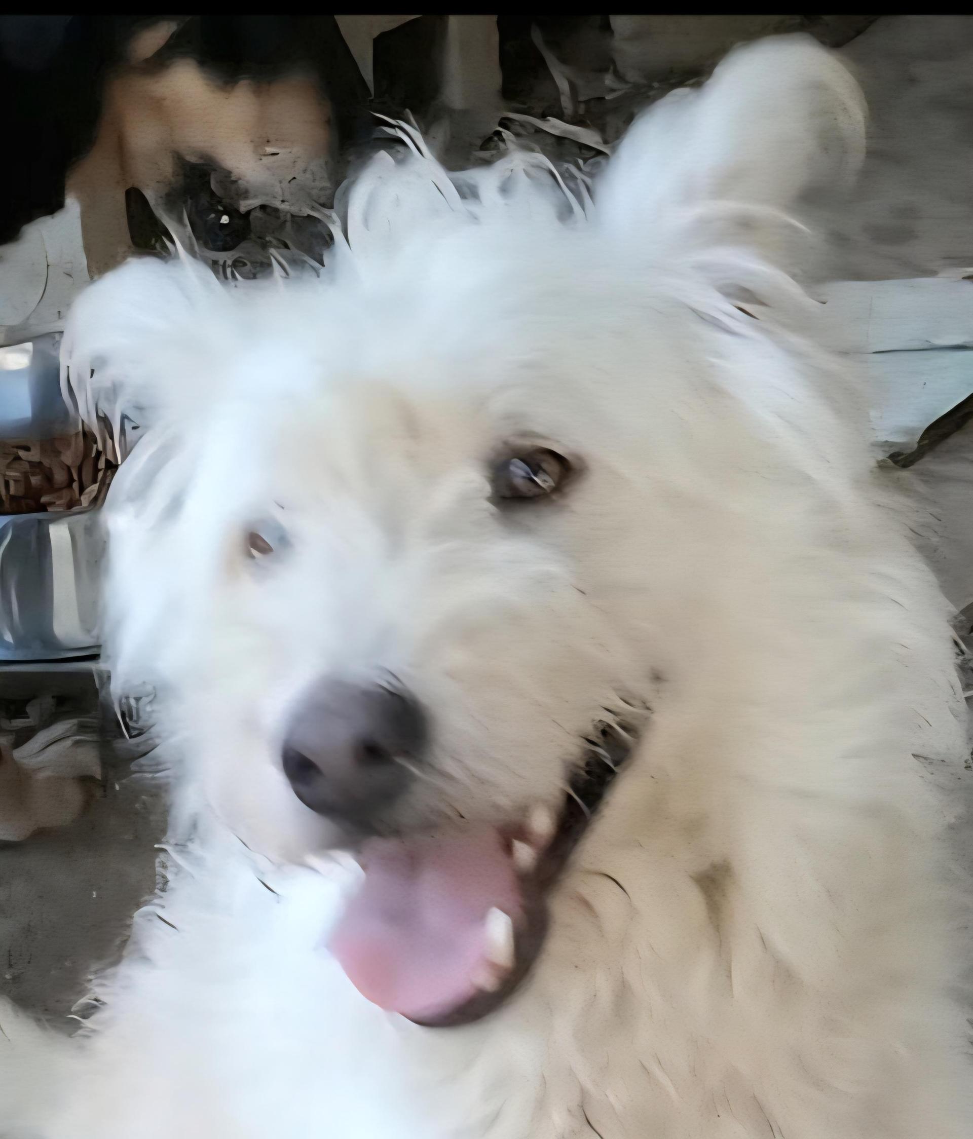 A young medium-sized male White / Cream Labradoodle dog named Chewbaca "fluffy & Wonderful!" for adoption in New York, NY