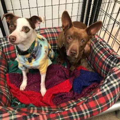 Wallace Bonded To Gromit