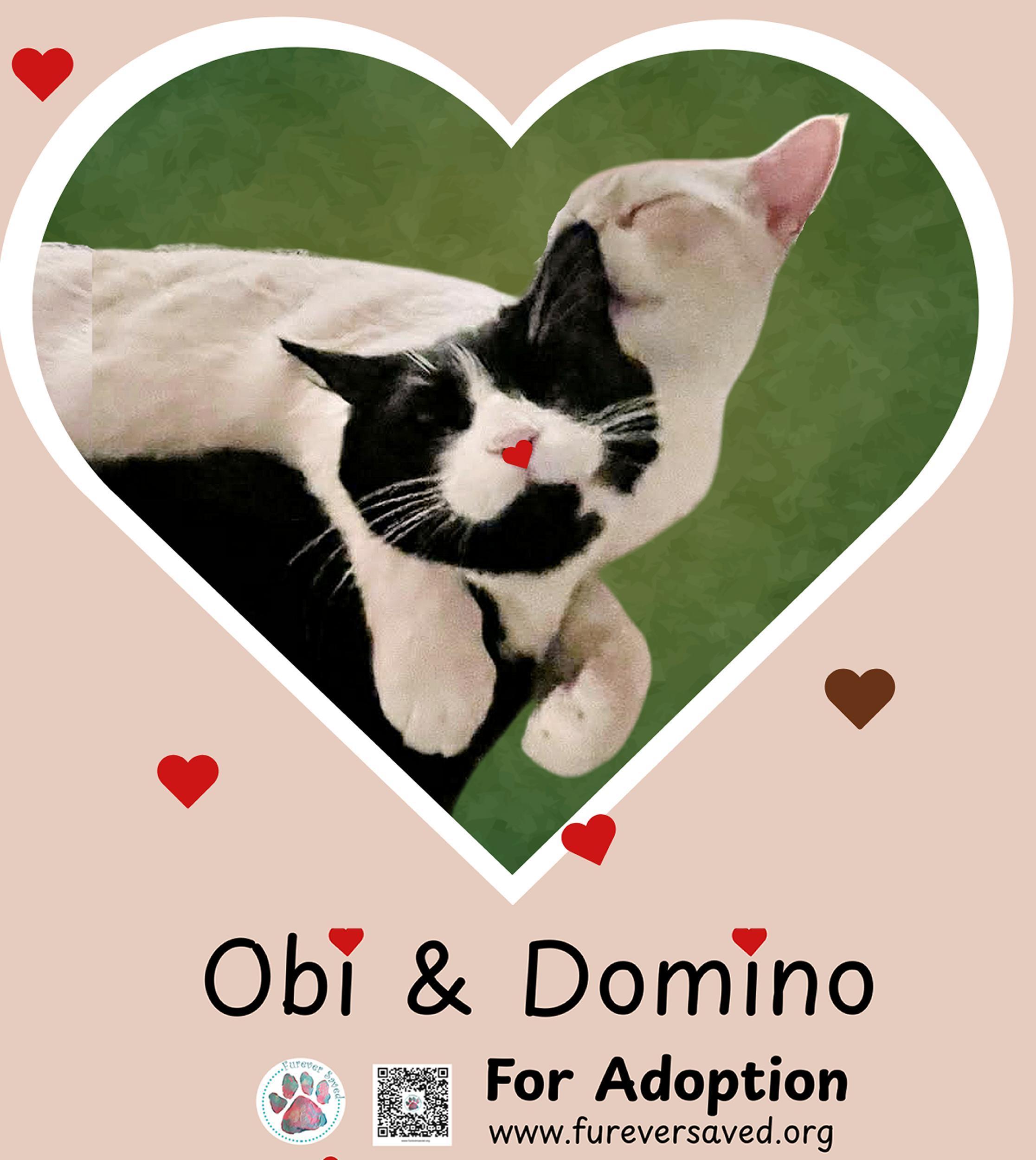 Obi And Domino