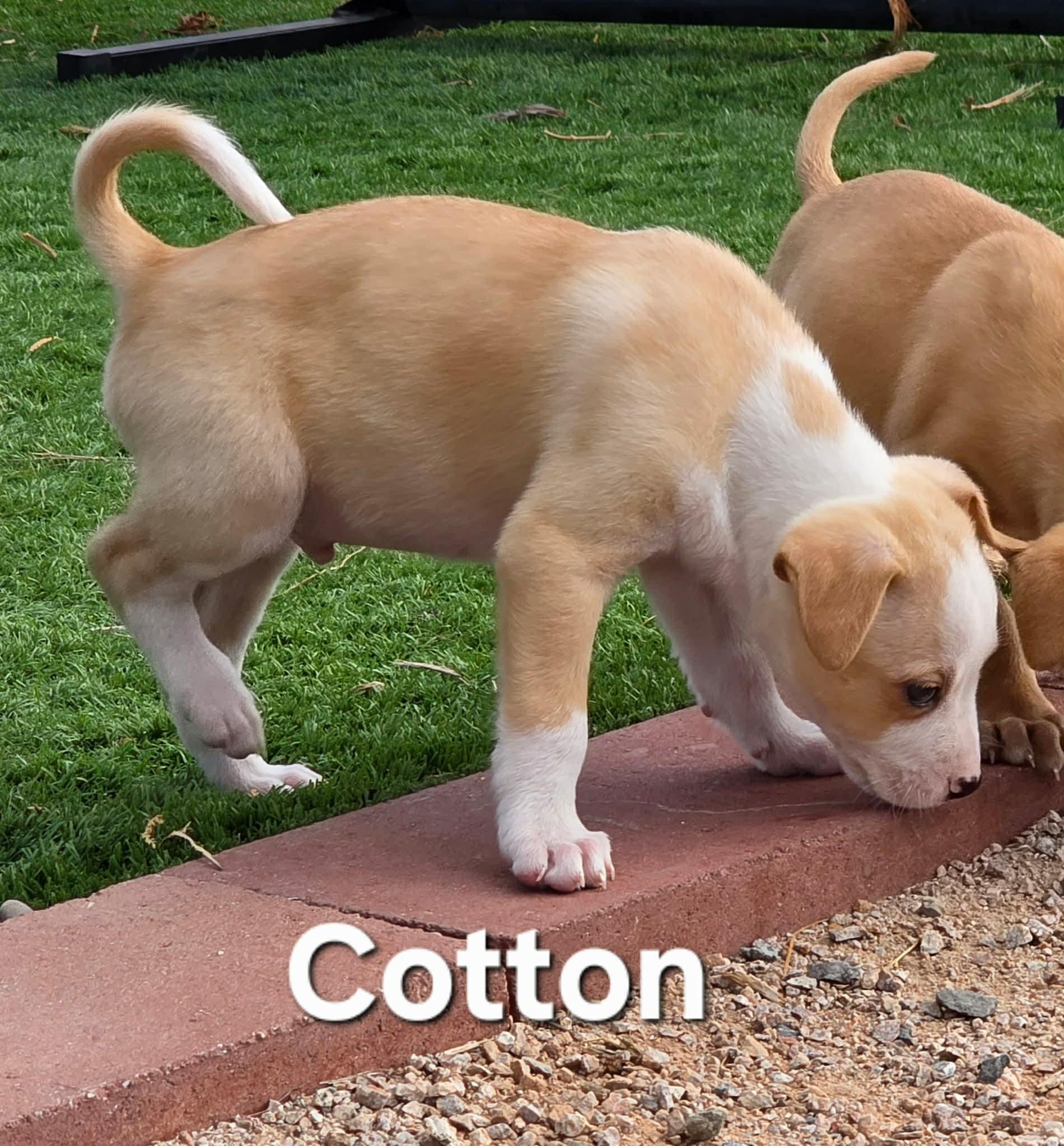 Cotton