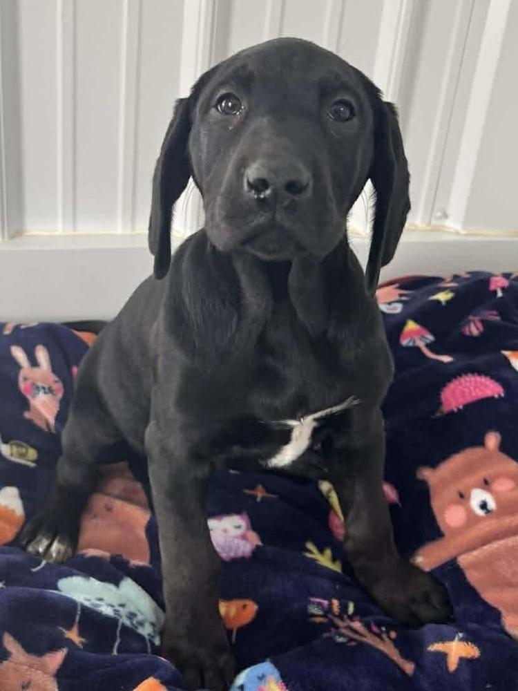 Cheesecake Puppies : Cherry