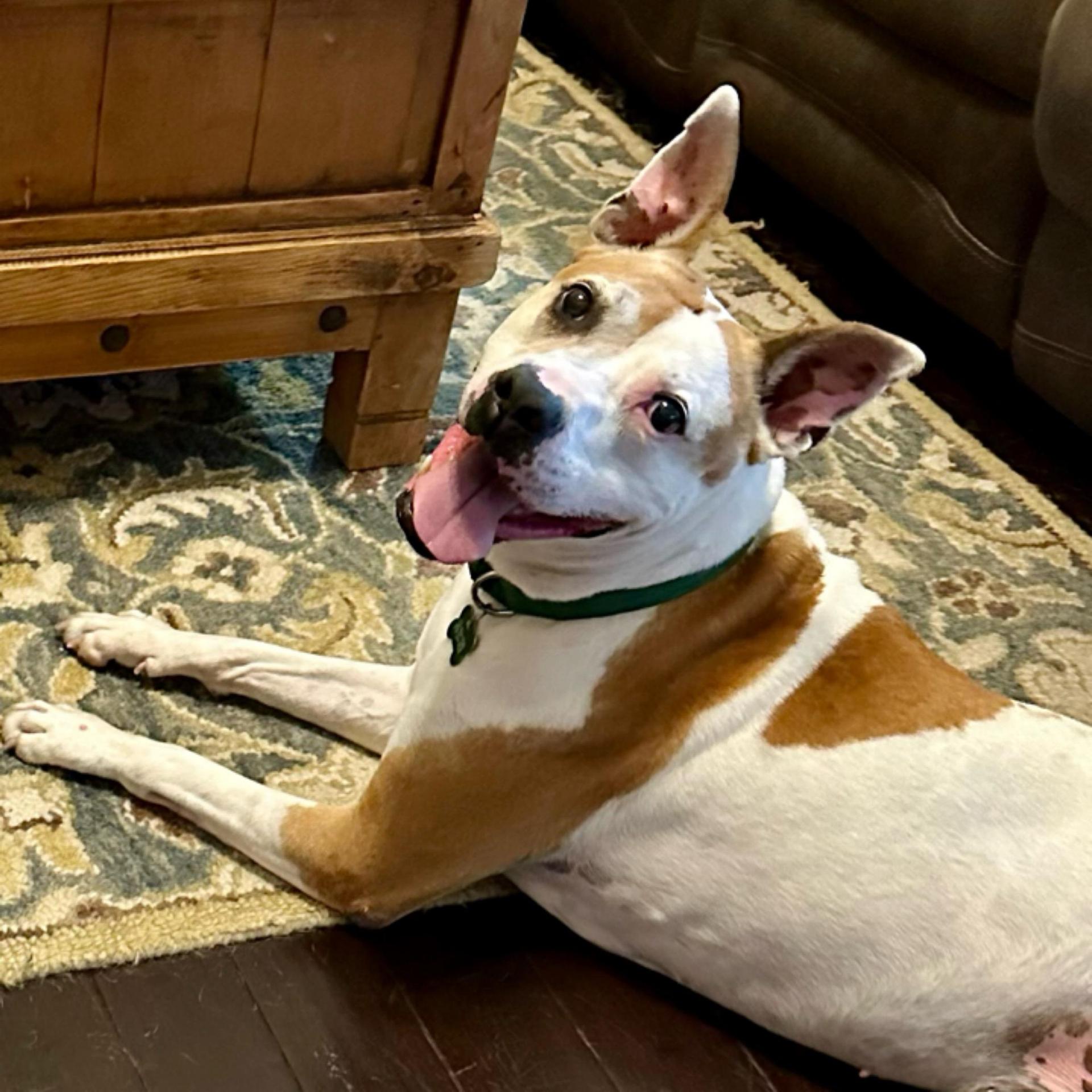 Petey Aka "sweetie Petey"