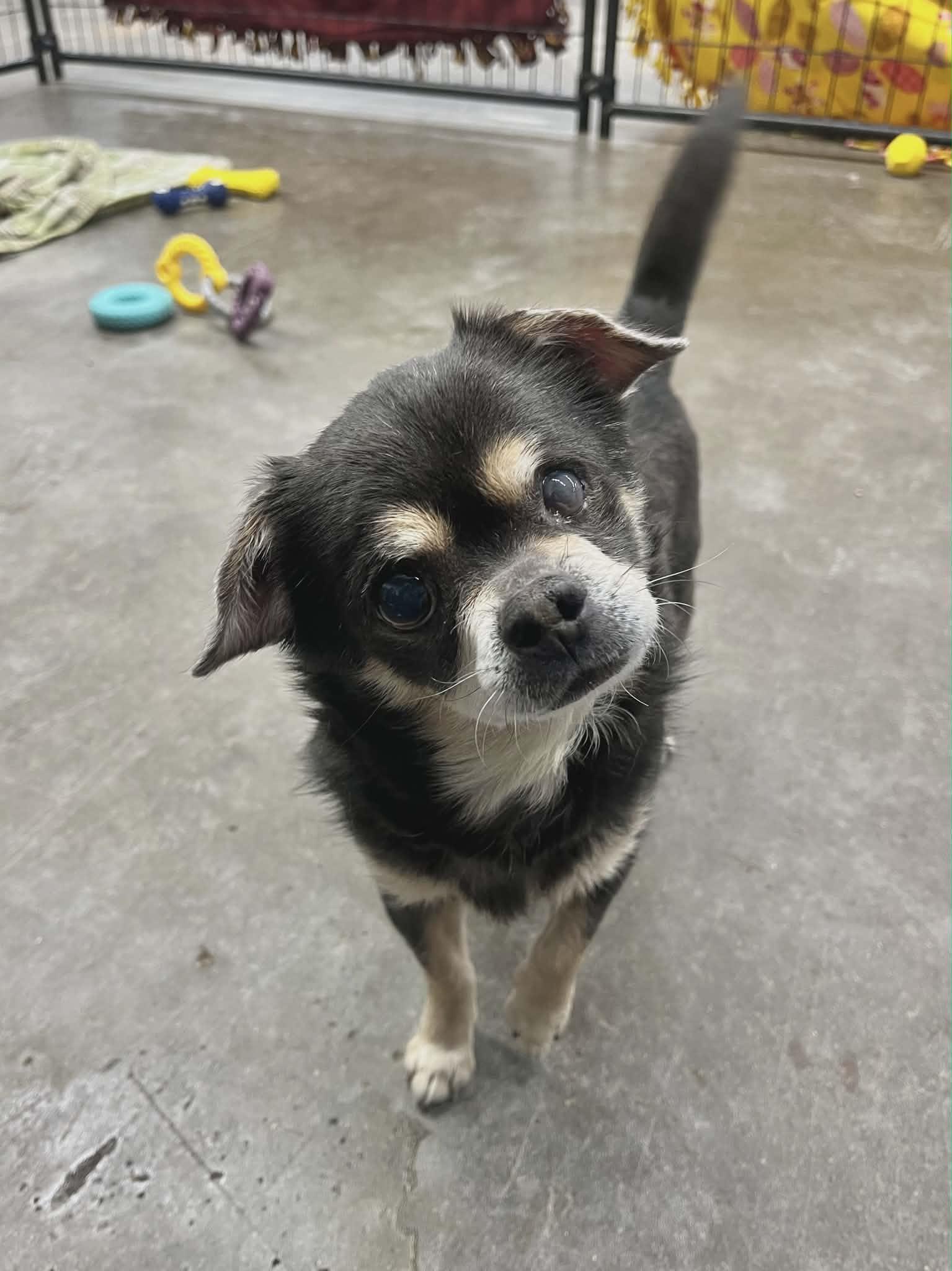 A senior small-sized male Chihuahua dog named Baby D for adoption in minneapolis, MN