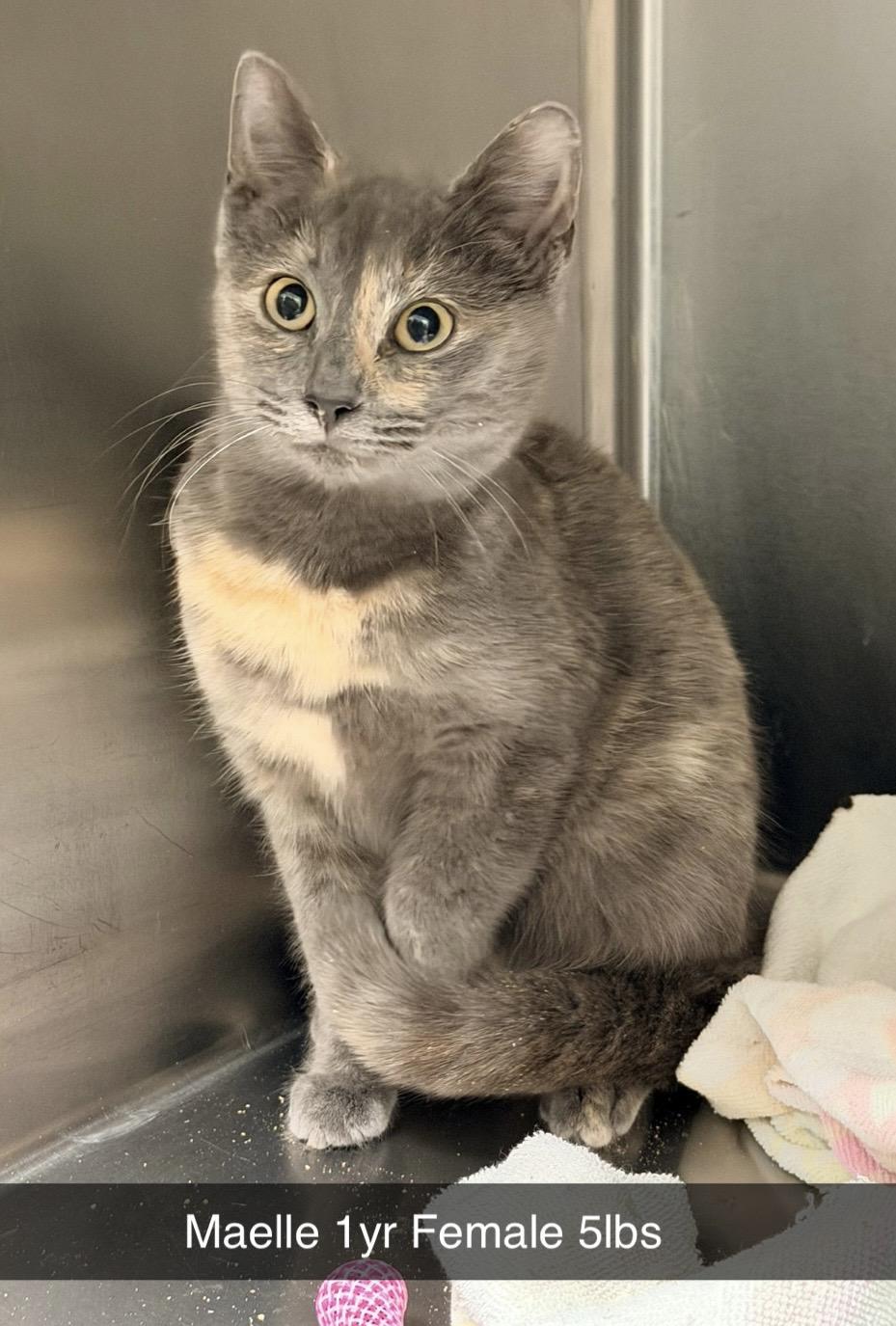 An adult medium-sized female Dilute Tortoiseshell Domestic Short Hair cat named Maelle for adoption in Amherst, VA