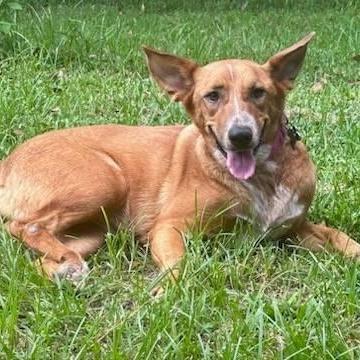 An adult medium-sized female Shepherd dog named Ginger for adoption in Conroe, TX