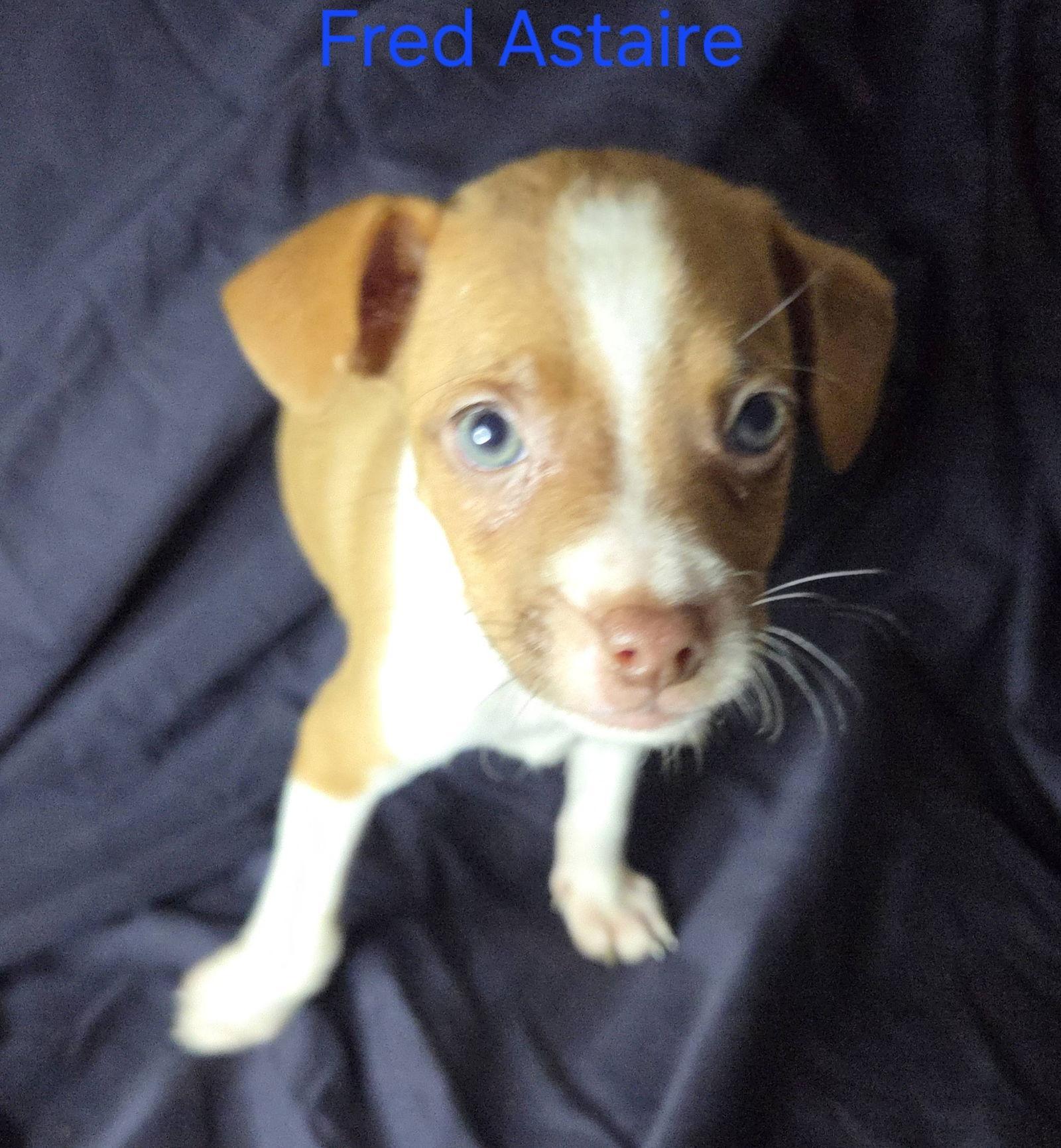 Fred Astaire
