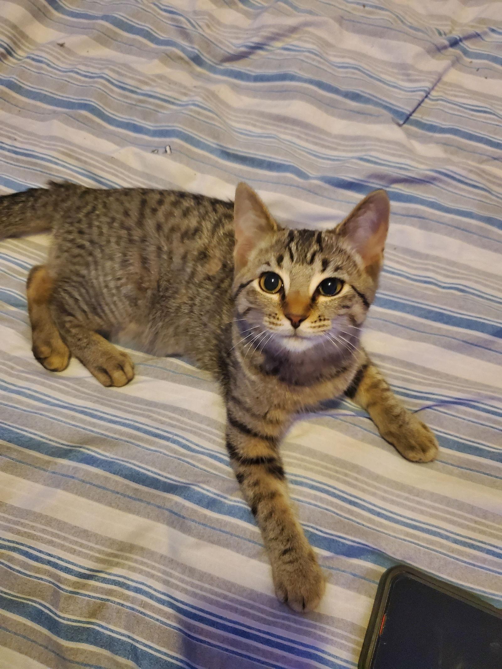 A baby medium-sized female Domestic Short Hair cat named White Claw for adoption in Walled Lake, MI