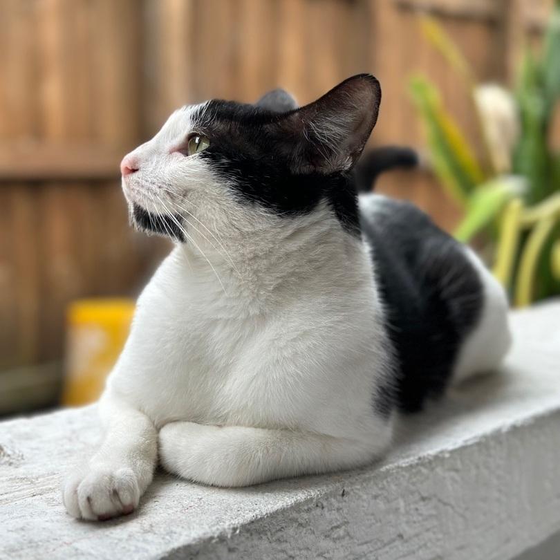 An adult small-sized male Black & White / Tuxedo Tuxedo cat named Dice for adoption in Miami, FL