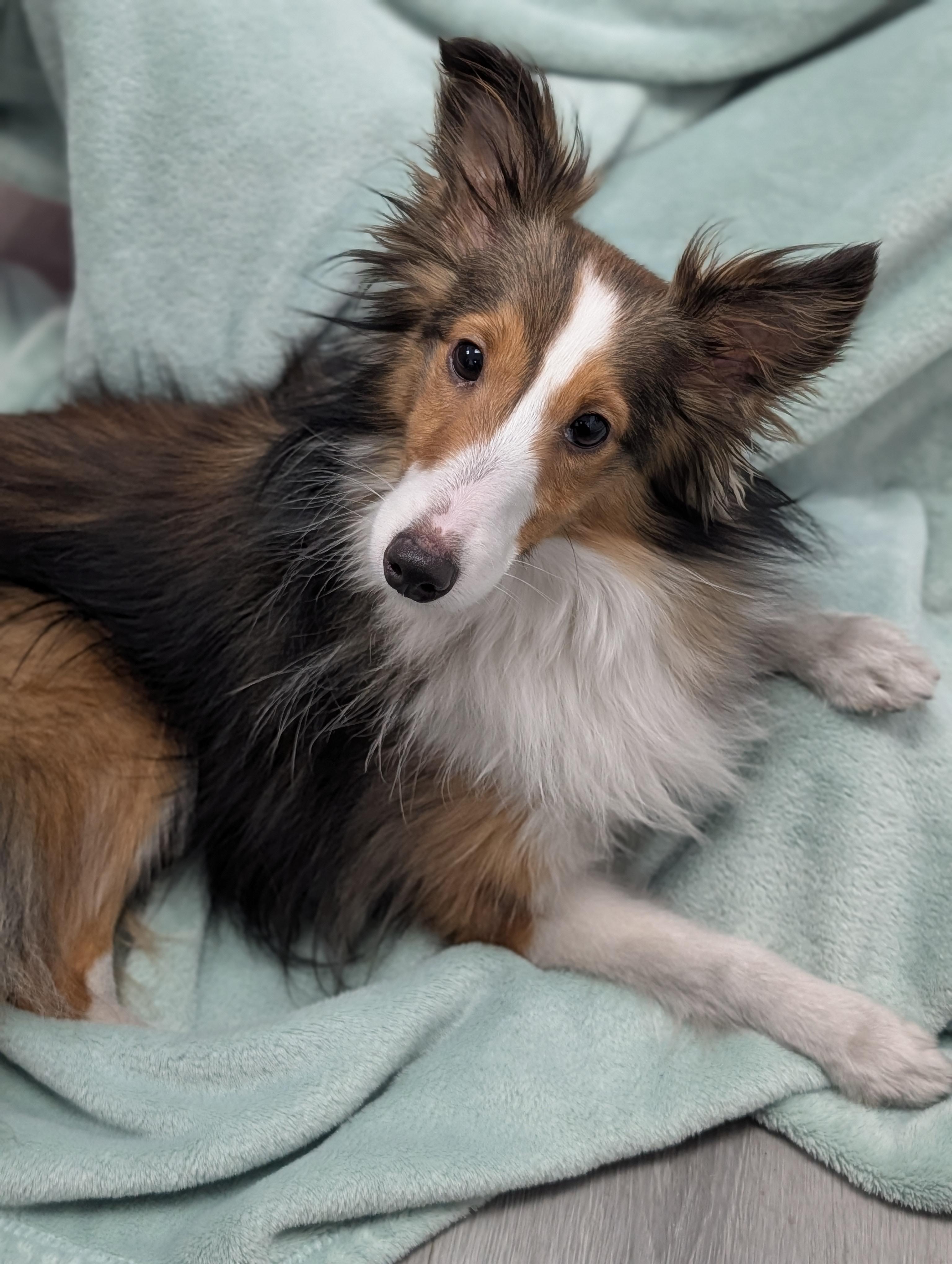 Xena Bonded To Shibu