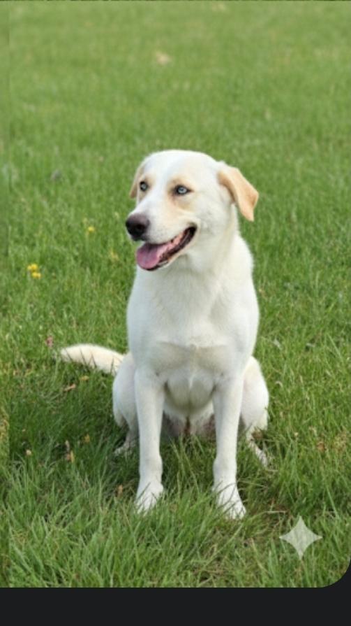 An adult large-sized female White / Cream Labrador Retriever dog named Marcela for adoption in Harlingen, TX