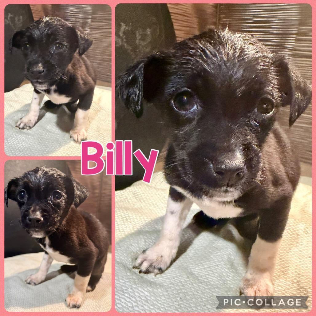 Billy