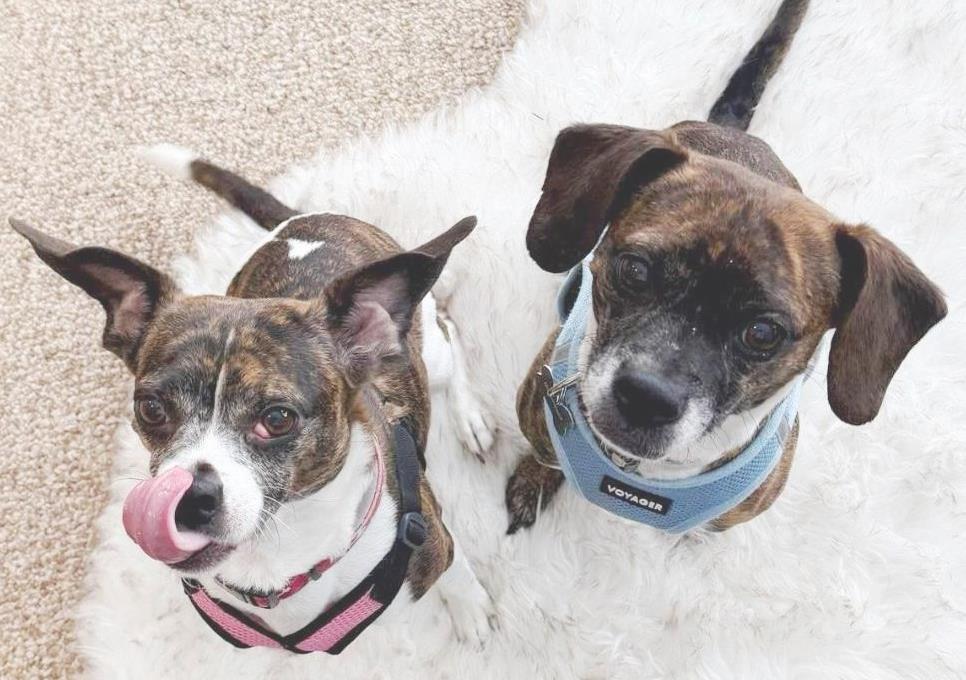 Cagney & Laceybonded Pair