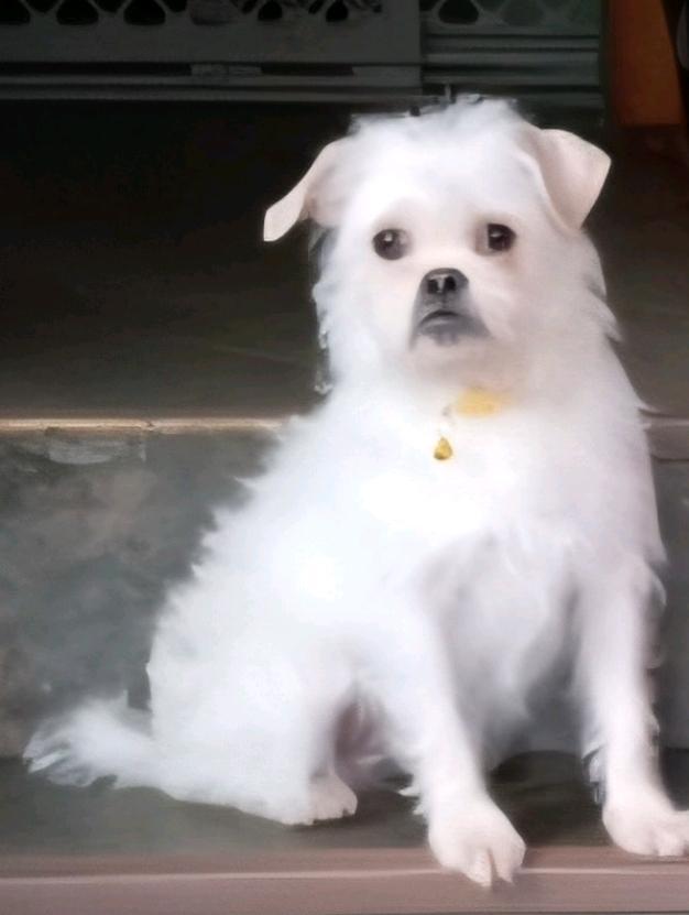 Cherpuggleterrier Mix