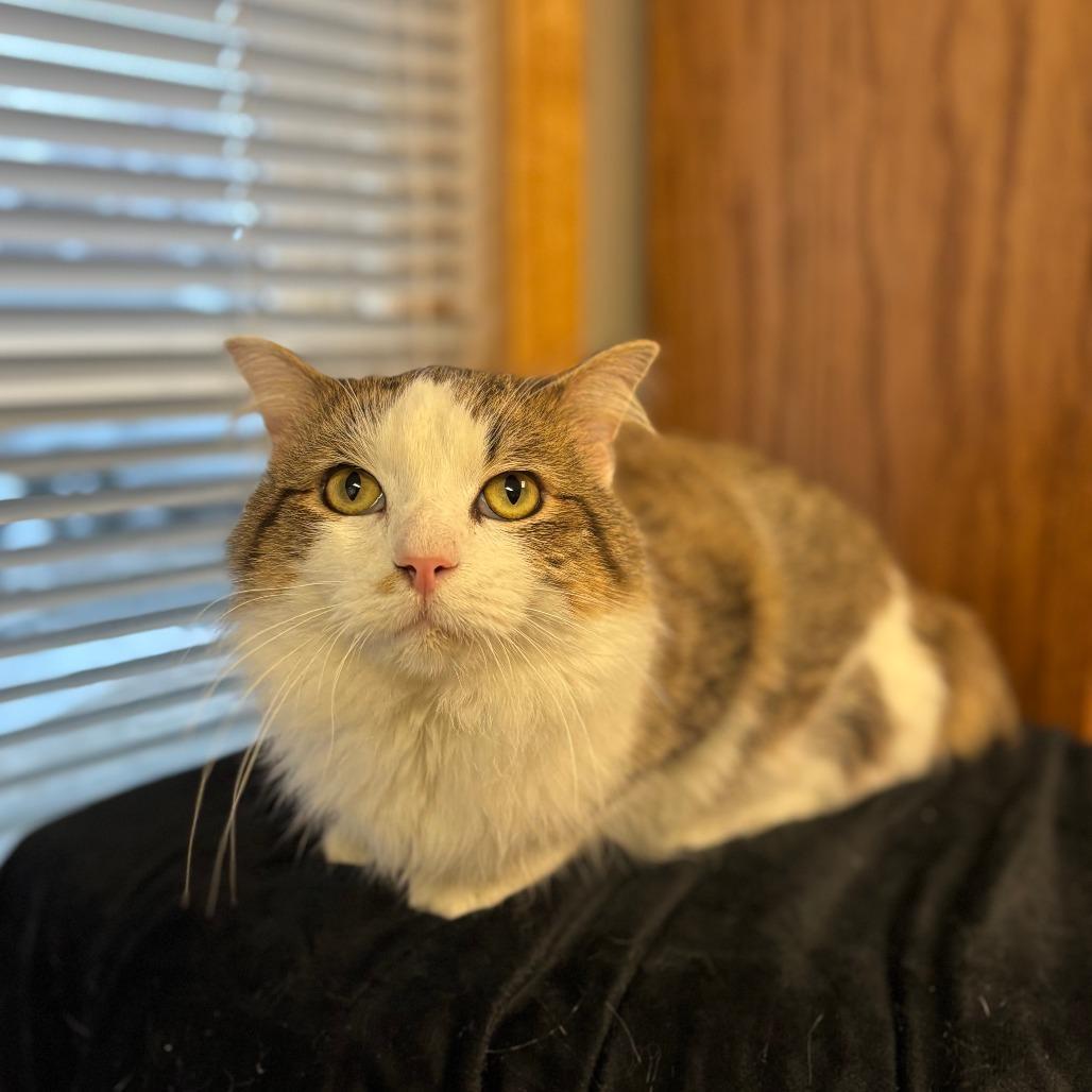An adult medium-sized male White Domestic Medium Hair cat named Tadeo for adoption in Fargo, ND