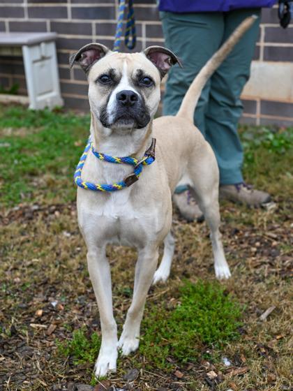 An adult large-sized female Mixed Breed dog named Winslet for adoption in Chamblee, GA