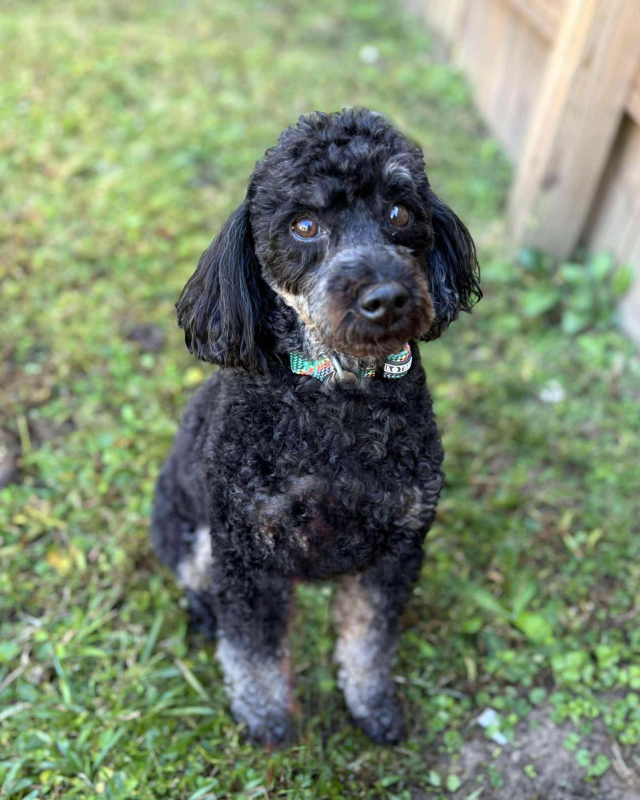 Oliver