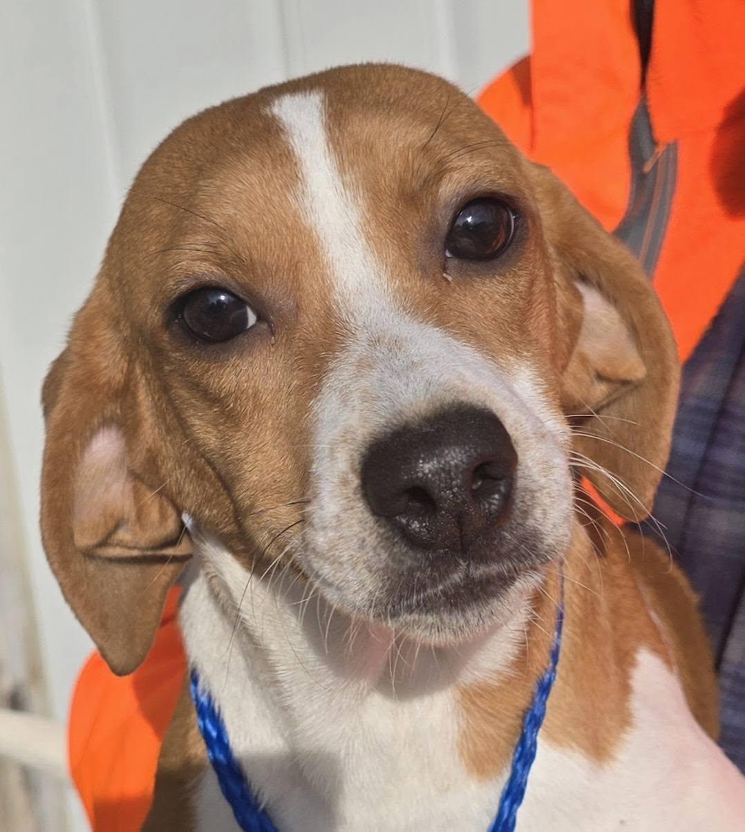 A baby medium-sized female Golden Beagle dog named Female Beagle Mix for adoption in Terre Haute, IN
