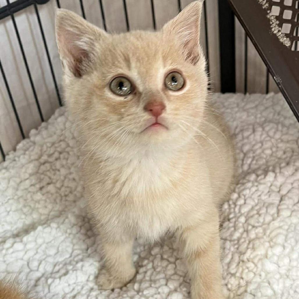 A baby small-sized male Buff / Tan / Fawn Domestic Short Hair cat named Diwali Located In for adoption in Alexandria, VA