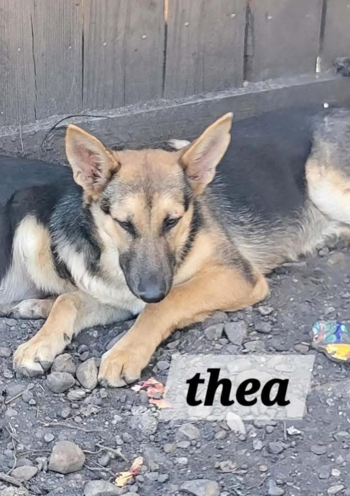 Thea