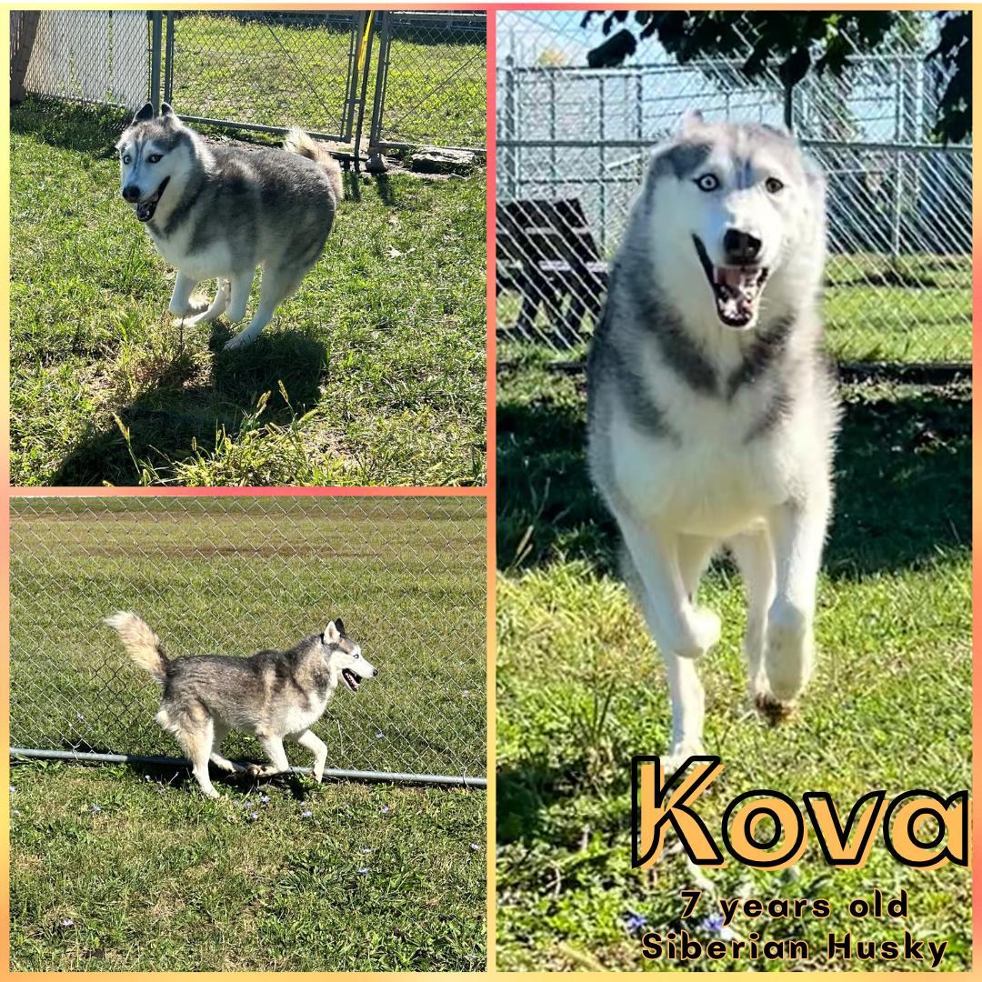 Kova