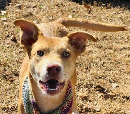 A baby medium-sized female Carolina Dog dog named Jingle $ for adoption in Seneca, SC
