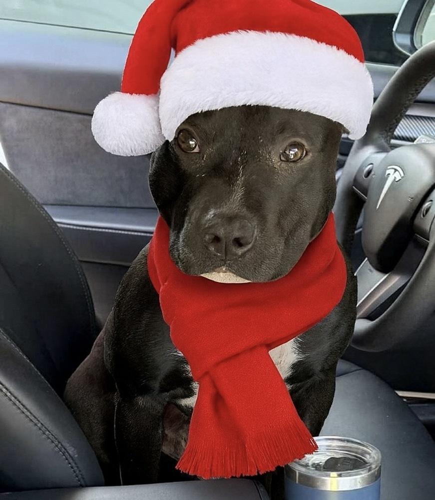 A young medium-sized male Black American Staffordshire Terrier dog named Bernie for adoption in Richmond, TX
