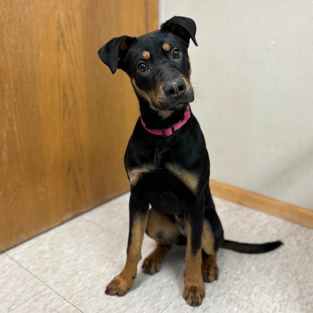 A young medium-sized female Black Rottweiler dog named Sable for adoption in Fargo, ND