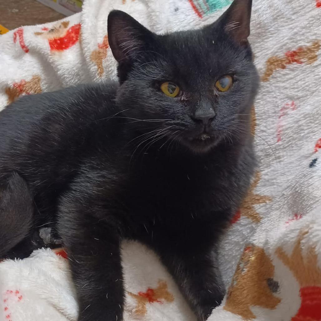 Prancer Frost photo 1