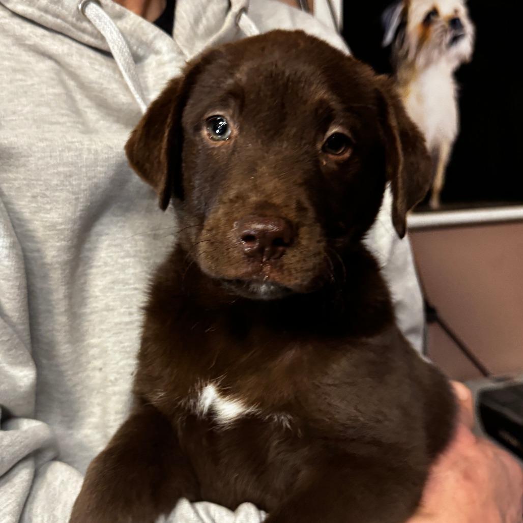 A baby large-sized male Brown / Chocolate Labrador Retriever dog named Ny Paul Mitchell Avail for adoption in Eastford, CT